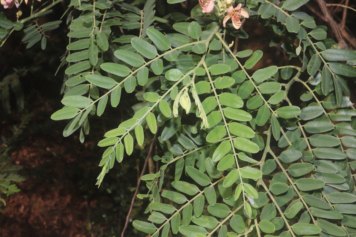 Cassia roxburghii DC.